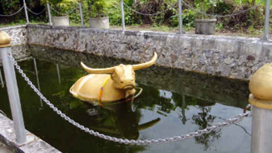 Statue de boeuf immergée