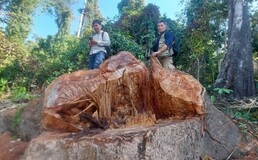 Prospection - Coupe d’arbre - Massif montagneux de Champassak (© Projet NATURAL_FORESTORE).