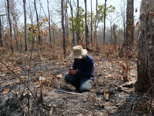 Site protohistorique de Tuol O Chaot, région de Mlu Prei, province de Preah Vihear, Cambodge : collecte de surface de mobilier archéologique issu d’un trou de pillage. Février 2025. Source : LANGAU.